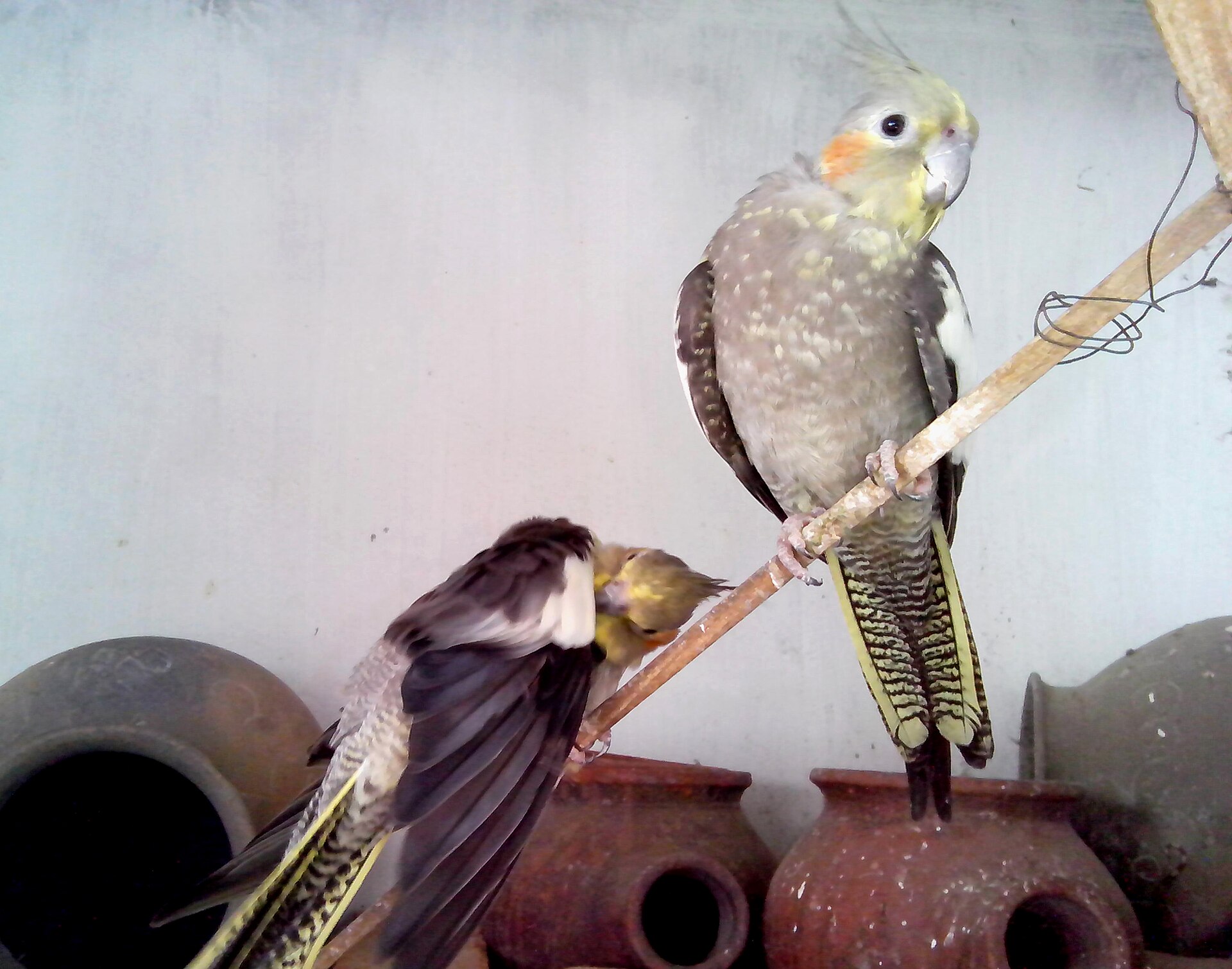 ショールームで暮らすオカメインコ